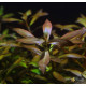 Людвигия гибридная (Ludwigia repens x arcuata)