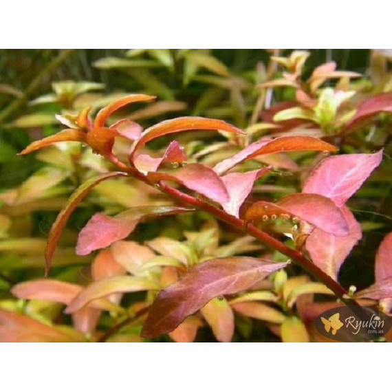 Людвигия гибридная (Ludwigia repens x arcuata)