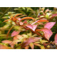Людвигия гибридная (Ludwigia repens x arcuata)