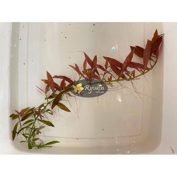 Людвигия гибридная (Ludwigia repens x arcuata)