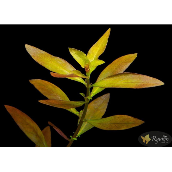 Людвигия гибридная (Ludwigia repens x arcuata)