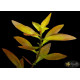 Людвигия гибридная (Ludwigia repens x arcuata)