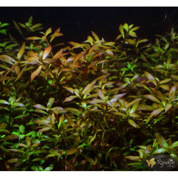 Людвигия гибридная (Ludwigia repens x arcuata)