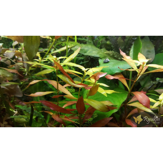 Людвигия гибридная (Ludwigia repens x arcuata)