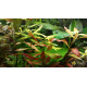 Людвигия гибридная (Ludwigia repens x arcuata)