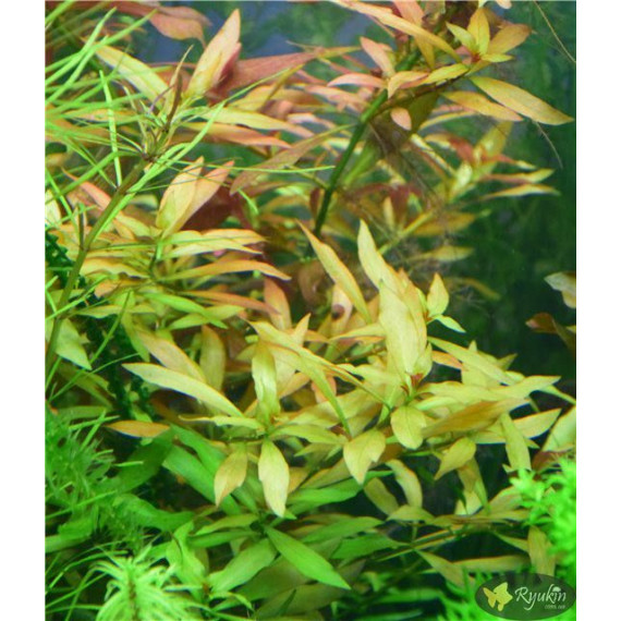 Людвигия гибридная (Ludwigia repens x arcuata)
