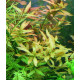 Людвигия гибридная (Ludwigia repens x arcuata)