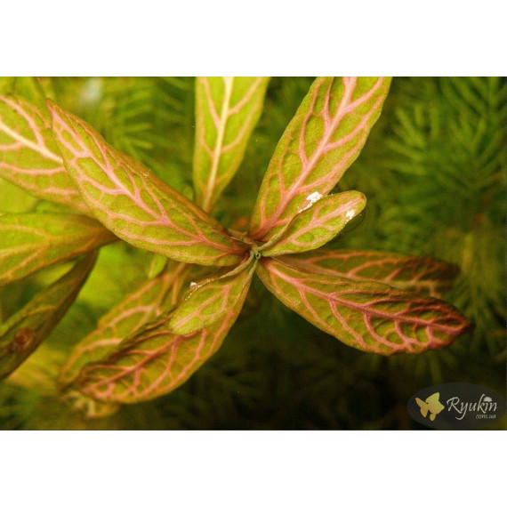 Гигрофила Многосеменная Мраморная (Hygrophila polysperma Rosanervig)