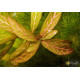 Гигрофила Многосеменная Мраморная (Hygrophila polysperma Rosanervig)