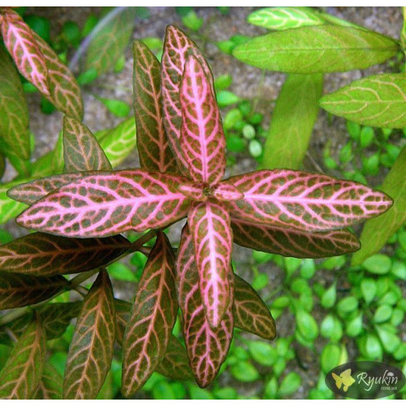 Гигрофила Многосеменная Мраморная (Hygrophila polysperma Rosanervig)