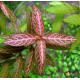 Гигрофила Многосеменная Мраморная (Hygrophila polysperma Rosanervig)