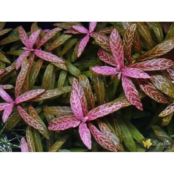 Гигрофила Многосеменная Мраморная (Hygrophila polysperma Rosanervig)