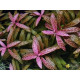 Гигрофила Многосеменная Мраморная (Hygrophila polysperma Rosanervig)