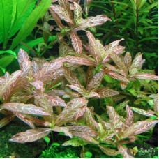 Гигрофила Многосеменная Мраморная (Hygrophila polysperma Rosanervig)