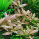 Гигрофила Многосеменная Мраморная (Hygrophila polysperma Rosanervig)