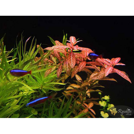 Гигрофила Многосеменная Мраморная (Hygrophila polysperma Rosanervig)
