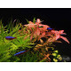 Гигрофила Многосеменная Мраморная (Hygrophila polysperma Rosanervig)