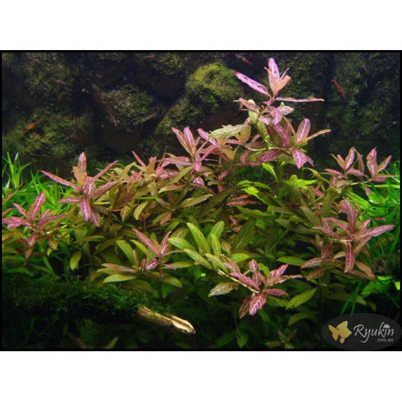 Гигрофила Многосеменная Мраморная (Hygrophila polysperma Rosanervig)