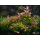 Гигрофила Многосеменная Мраморная (Hygrophila polysperma Rosanervig)