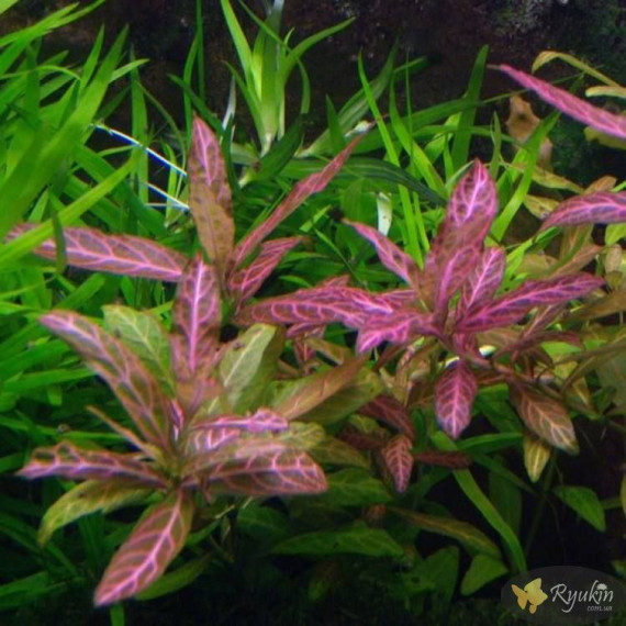 Гигрофила Многосеменная Мраморная (Hygrophila polysperma Rosanervig)