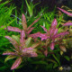 Гигрофила Многосеменная Мраморная (Hygrophila polysperma Rosanervig)