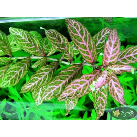 Гигрофила Многосеменная Мраморная (Hygrophila polysperma Rosanervig)
