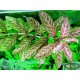 Гигрофила Многосеменная Мраморная (Hygrophila polysperma Rosanervig)