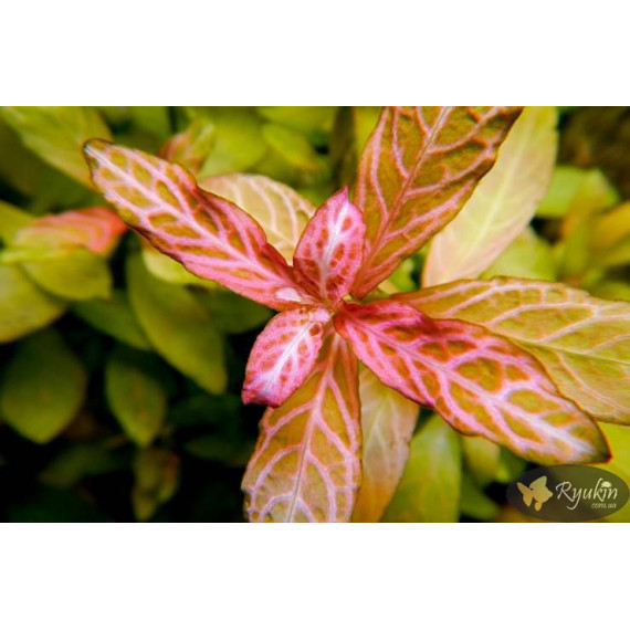 Гигрофила Многосеменная Мраморная (Hygrophila polysperma Rosanervig)