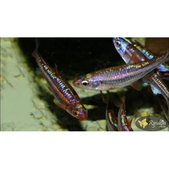 Нотропис Радужный (Notropis chrosomus)