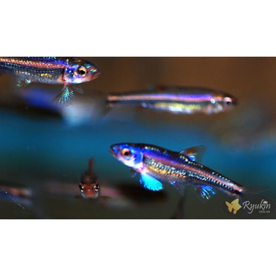 Нотропис Радужный (Notropis chrosomus)