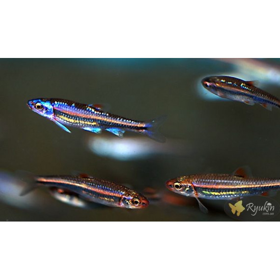 Нотропис Радужный (Notropis chrosomus)