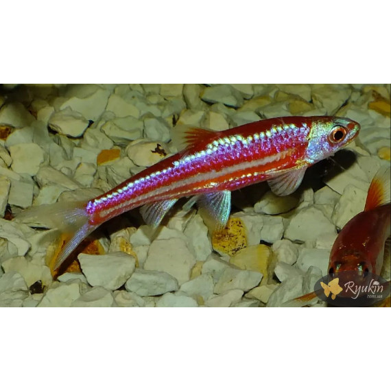 Нотропис Радужный (Notropis chrosomus)