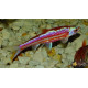Нотропис Радужный (Notropis chrosomus)