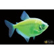 Тернеция Глофиш