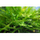 Мох Камерун (Plagiochilaceae sp. Cameroon moss)