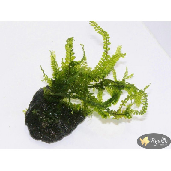 Мох Камерун (Plagiochilaceae sp. Cameroon moss)