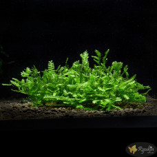Мох Камерун (Plagiochilaceae sp. Cameroon moss)