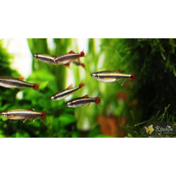 Кардинал (Tanichtys albonubes)