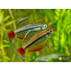 Кардинал (Tanichtys albonubes)