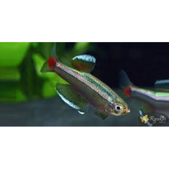 Кардинал (Tanichtys albonubes)