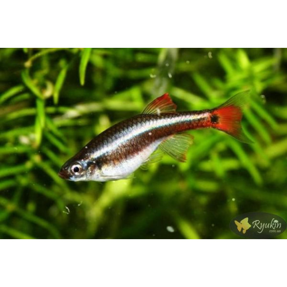Кардинал (Tanichtys albonubes)