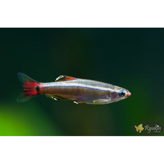 Кардинал (Tanichtys albonubes)