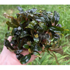 Buсephalandra sp. Kualakuayan 2