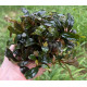 Buсephalandra sp. Kualakuayan 2