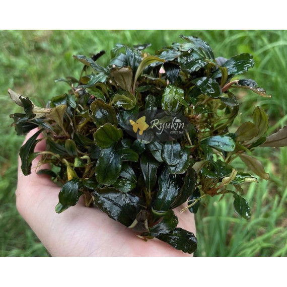 Buсephalandra sp. Kualakuayan 2