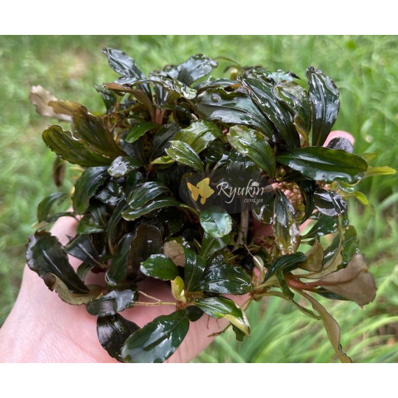 Buсephalandra sp. Kualakuayan 2
