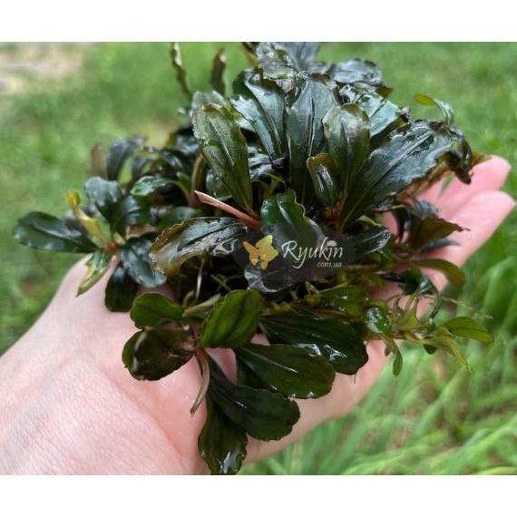 Buсephalandra sp. Kualakuayan 2