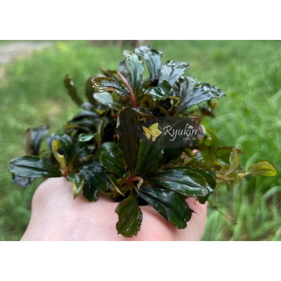 Buсephalandra sp. Kualakuayan 2