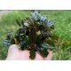 Buсephalandra sp. Kualakuayan 2