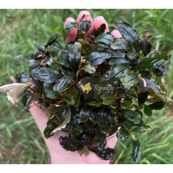 Buсephalandra sp. Kualakuayan 2